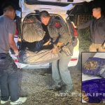 来自金三角的500公斤冰毒在清盛被查获-赌博论坛-博彩技巧-赌博策略论坛